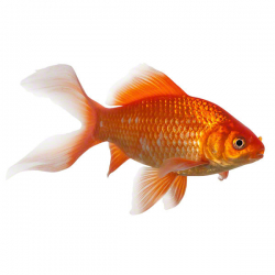 Goldfisch 